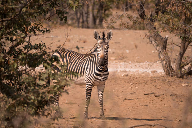 Etosha National Park is a national park in northwestern Namibia. It was proclaimed a game reserve in March 1907 in Ordinance 88 by the Governor of German South West Africa, Dr. Friedrich von Lindequist.