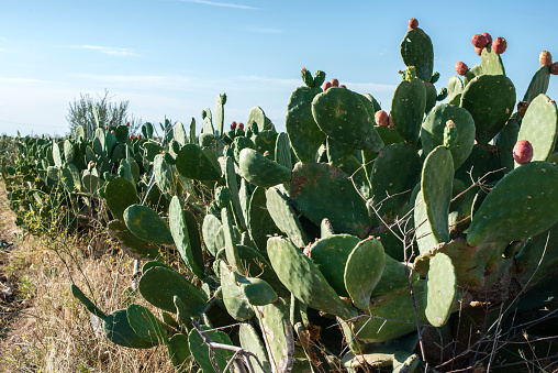 Industrial cactus plantation. Growing cactus. Fruits on cactus. Sunny day.