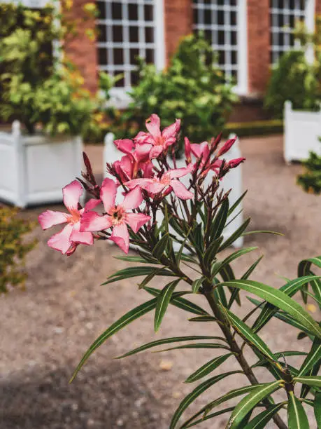 lush green cottage summer garden colour image