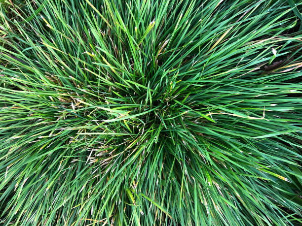 istock Long green grass top view background , fresh patch of green grass pattern, abstract texture background. 1189726218