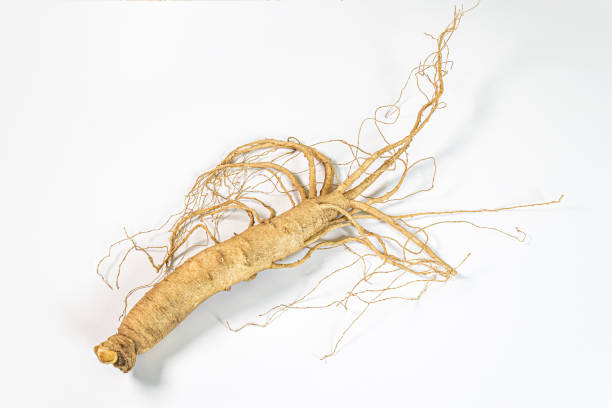 istock Changbai Mountain ginseng in white background 1189726900