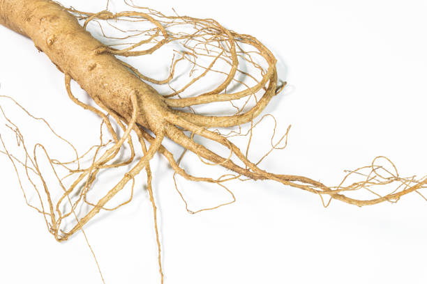 istock Changbai Mountain ginseng in white background 1189726970