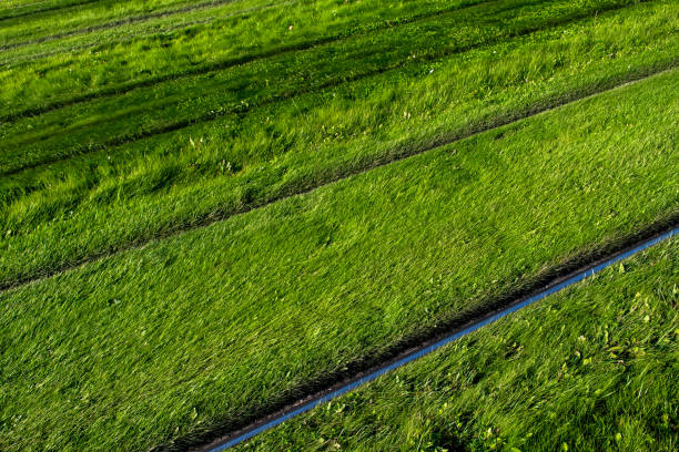 Shiny Steel Rails Through Green Grass Meadow
