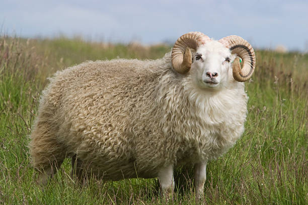 bighorn оперативной памяти whit красивая шерсти и меха - icelandic sheep стоковые фото и изображения