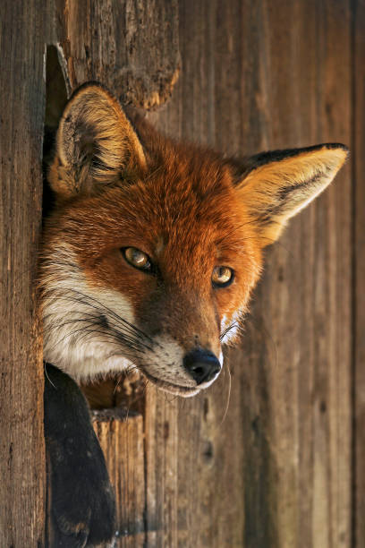 Head of fox looking out of hut