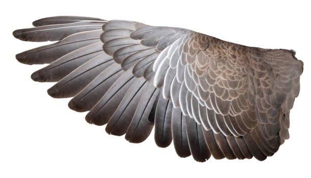 istock Wing of bird wide open isolated on white 1189730320