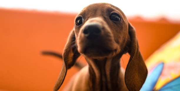 istock Dachshund puppy on a simple plain orange background on the couch 1189730572