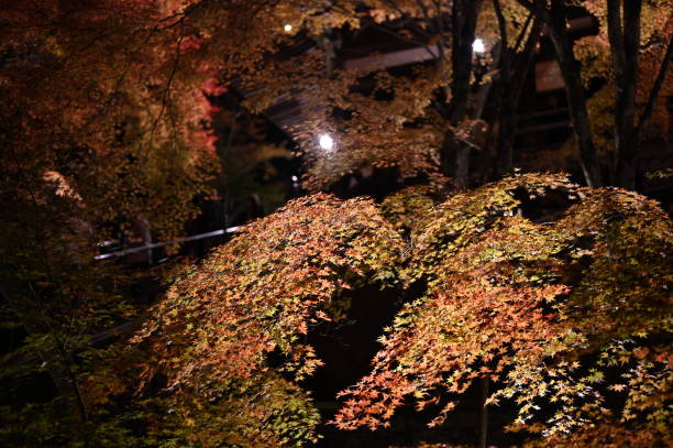 istock autumn leaves at simizu 1189730600