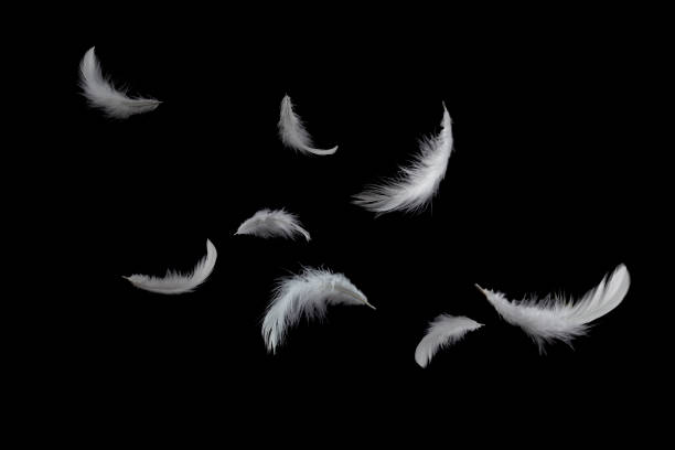 istock Soft white feathers floating in the air 1189731528