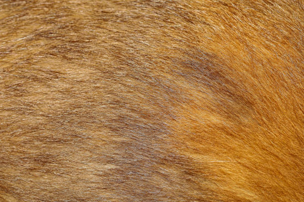 istock close up brown dog skin for texture and pattern. 1189731639