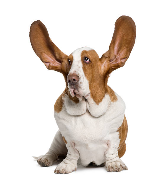 istock Front view of Basset Hound with ears up, sitting 118973188