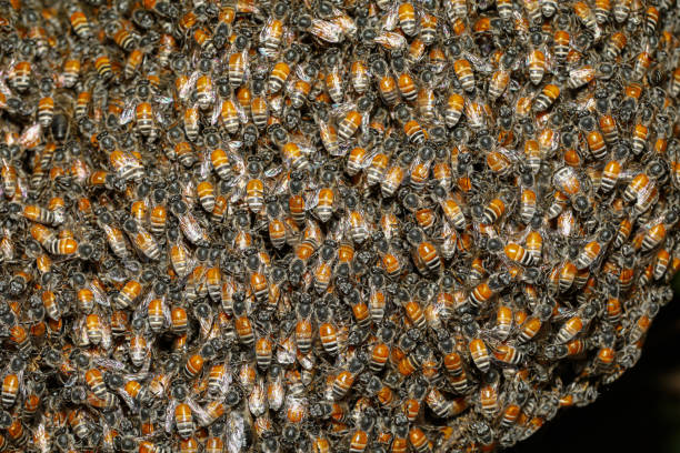 istock Close up group bee nest in garden at thailand 1189732366