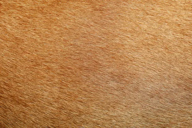 Photo of close up brown dog skin for texture and pattern.