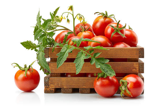 istock Harvest tomatoes in wooden box with green. 1189732819