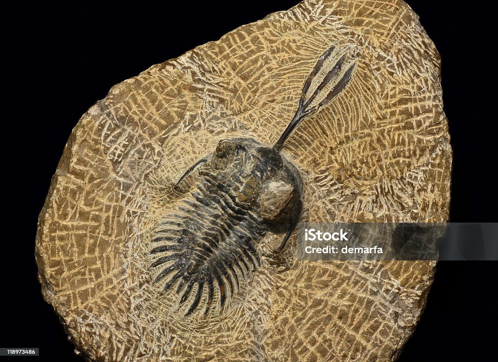 Trilobite - Photo de Trident - Lance libre de droits