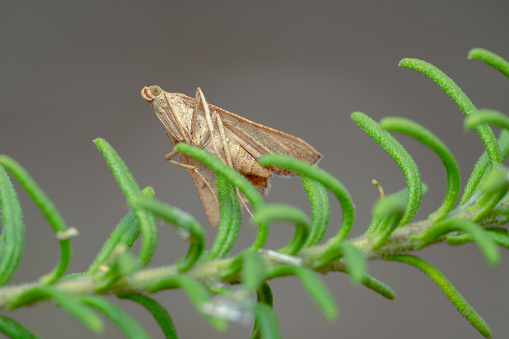 Skinny moth sitting on a green plant ready to fly away