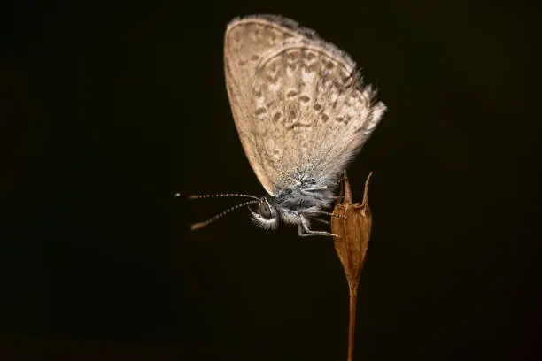 Common grass blue butterfly sitting on a dry flower with red antennas tip side view shot with black background