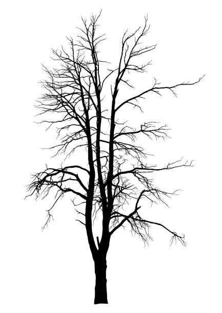 черный силуэт мертвого дерева - bare tree dry tree branch stock illustrations