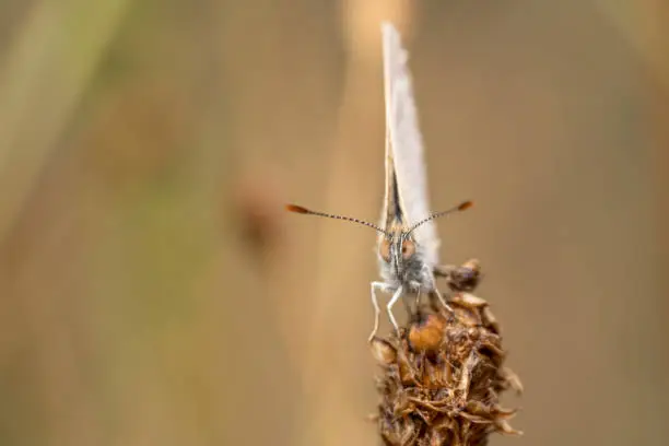 Common grass blue butterfly sitting on a dry flower with red antennas tip ready to fly away