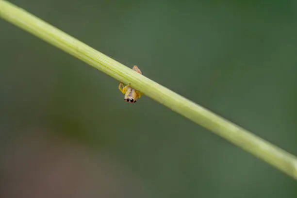 Tiny jumping spider walking up a green plant hanging upside down like a spiderman