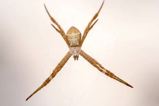 St Andrew's Cross spider hanging on its web, scientific name: Argiope