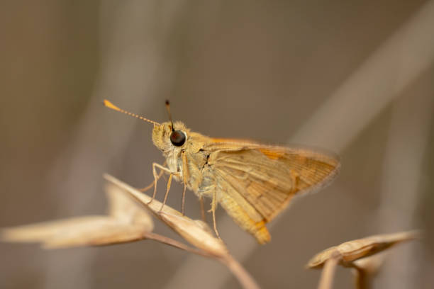 istock Orange small skipper butterfly sitting on a dry plan with orange background 1189739085