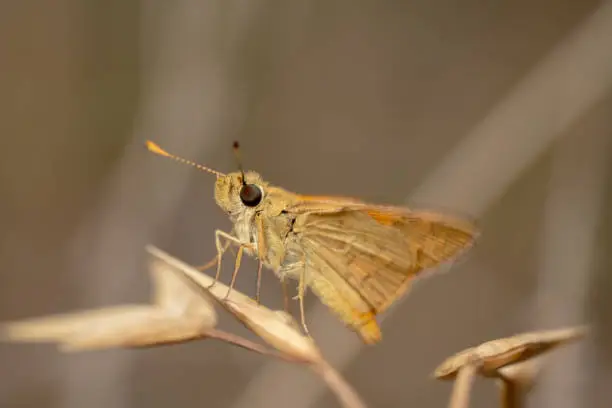 Orange small skipper butterfly sitting on a dry plan with orange background