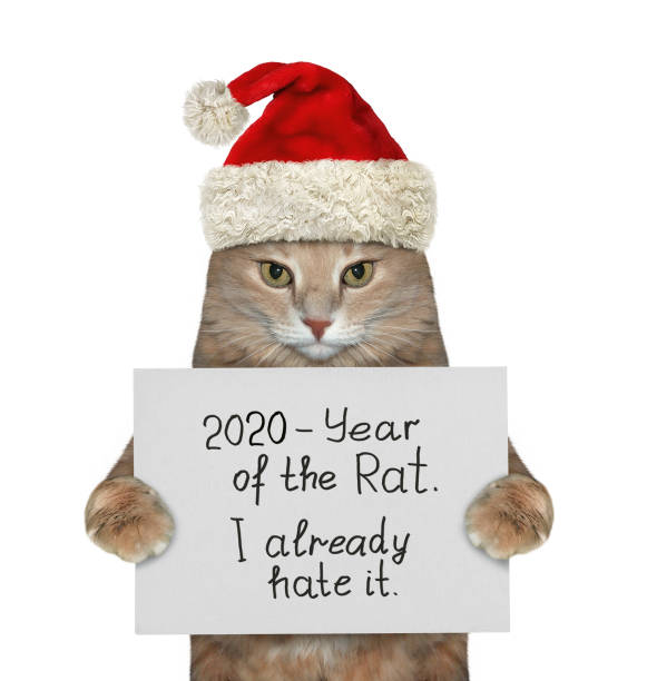 istock Cat is hating year of rat 1189739540