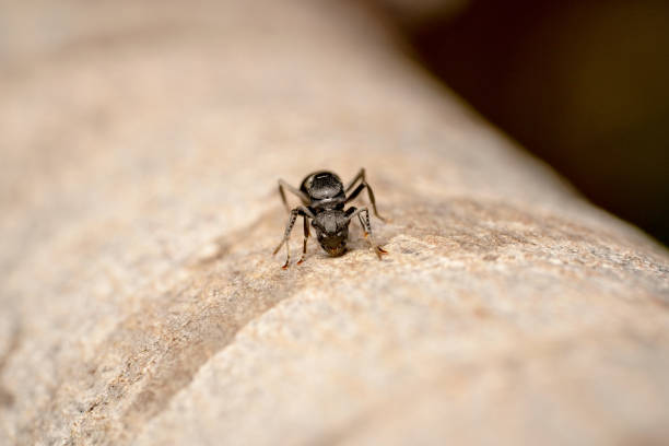 istock Formica fusca black ant climbing up on the tree 1189739597