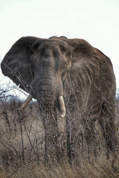 istock Elephant in Kruger National Park South Africa 1189739765