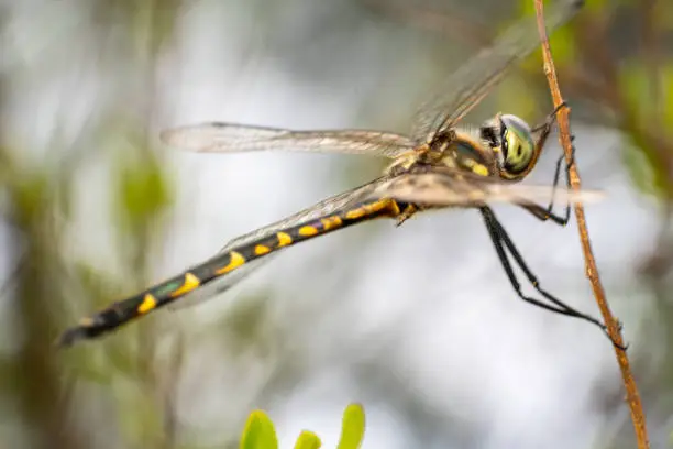 Full body shot of a yellow and black tail dragon fly shot from the side