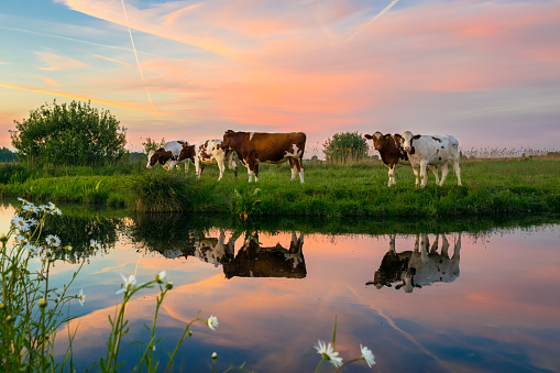 An evening in the countryside of Holland. Cows are standing in the evening light, beautiful colors in the sky and reflections in the calm water.
