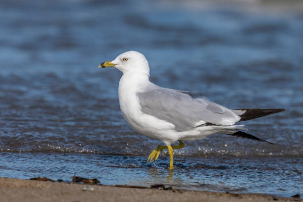 istock Ring-billed Gull foraging on a Lake Huron beach - Ontario, Canada 1189744521