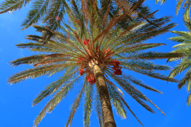 istock Crohn of a date palm. 1189746828