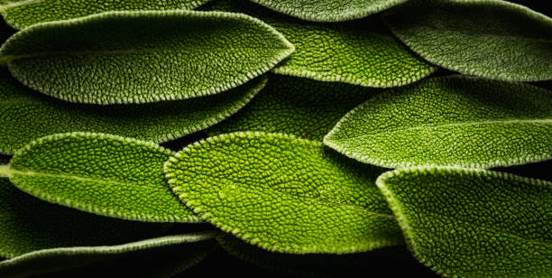 istock Fresh green sage leaves on the rustic background 1189748153