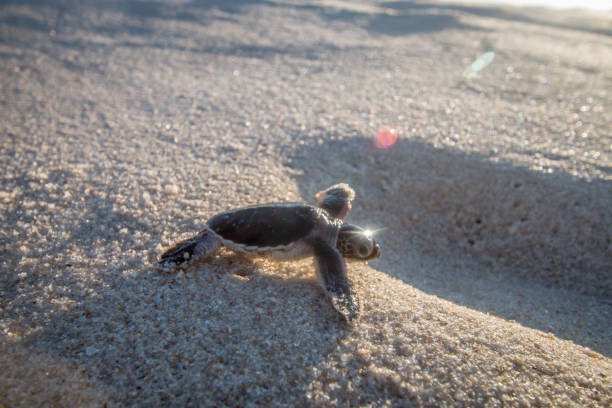 istock Green sea turtle hatchling on the beach. 1189748178