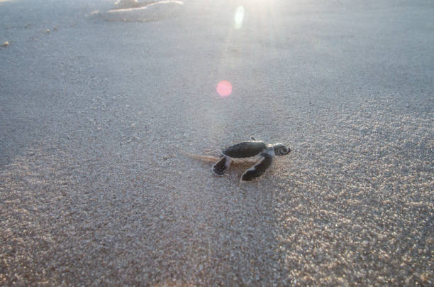 istock Green sea turtle hatchling on the beach. 1189748181