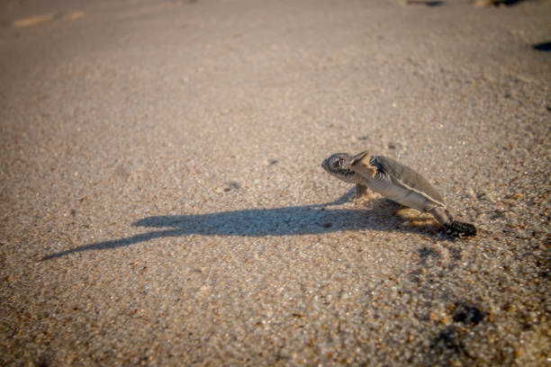 istock Green sea turtle hatchling on the beach. 1189748207