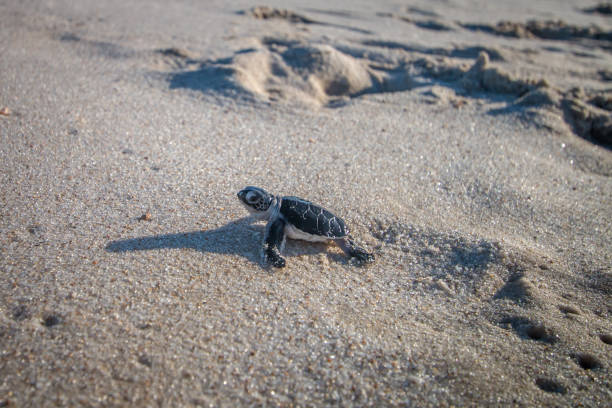 istock Green sea turtle hatchling on the beach. 1189748208