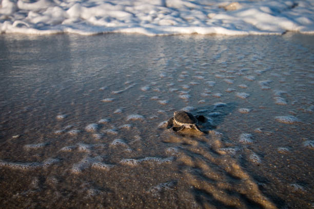 istock Green sea turtle hatchling on the beach. 1189748222