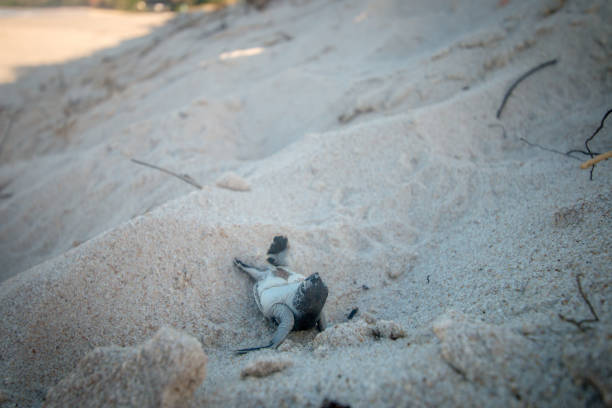 istock Green sea turtle hatchling on the beach. 1189748227