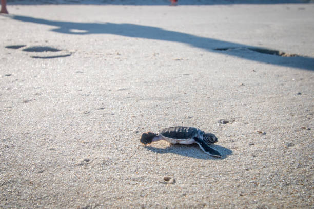 istock Green sea turtle hatchling on the beach. 1189748229