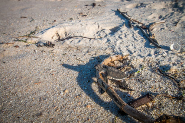 istock Green sea turtle hatchling on the beach. 1189748235