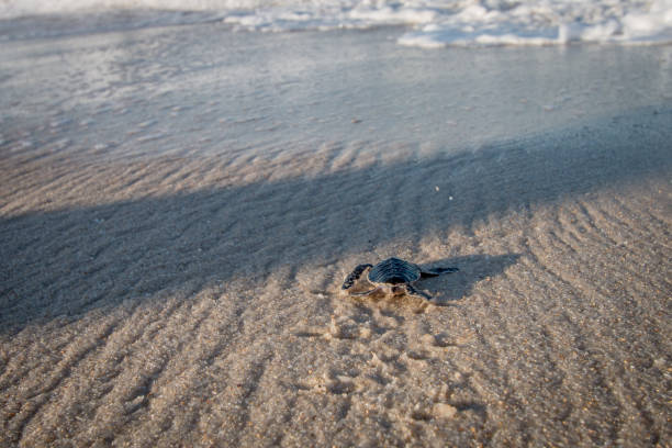 istock Green sea turtle hatchling on the beach. 1189748272