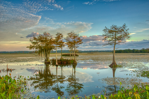 A vibrant sunrise in the beautiful natural surroundings of Orlando Wetlands Park in central Florida.  The park is a large marsh area which is home to numerous birds, mammals, and reptiles.