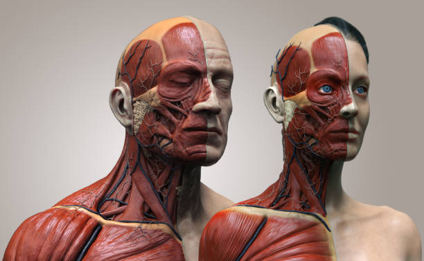 anatomía del cuerpo humano de un hombre y una mujer - estructura de los músculos de un hombre y una mujer, vista frontal vista lateral y perspectiva, 3d render - modelo anatómico fotografías e imágenes de stock