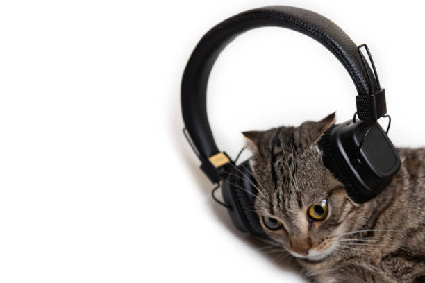 istock striped purebred cat in black headphones on a white background. 1189748901