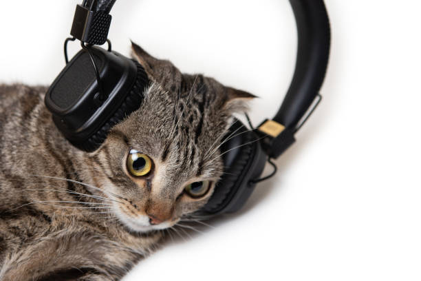 istock striped purebred cat in black headphones on a white background. 1189748902