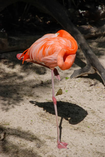 istock An American Flamingo (Phoenicopterus ruber) 1189750066