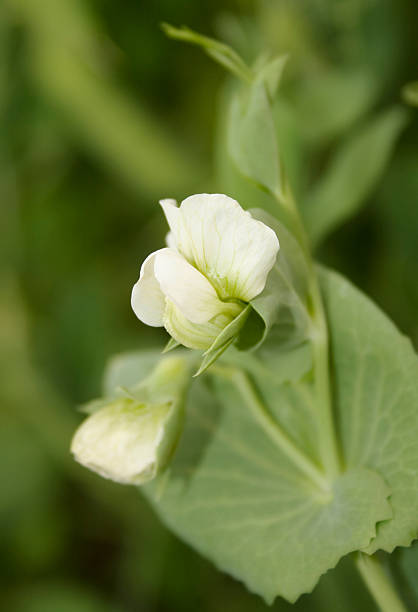 Vista da grande branco Flor de ervilha - fotografia de stock